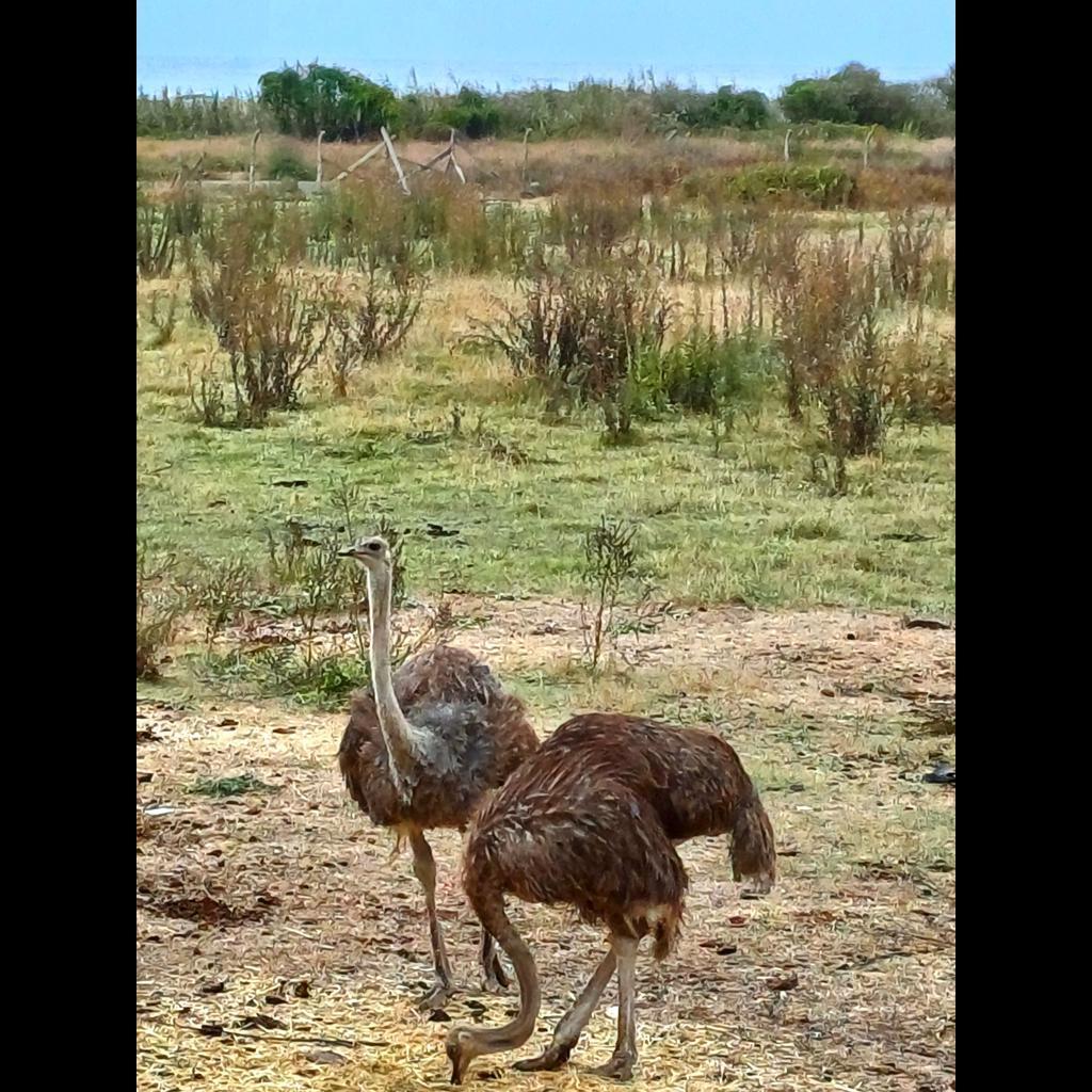 Çifte kumrular/Kumbaba