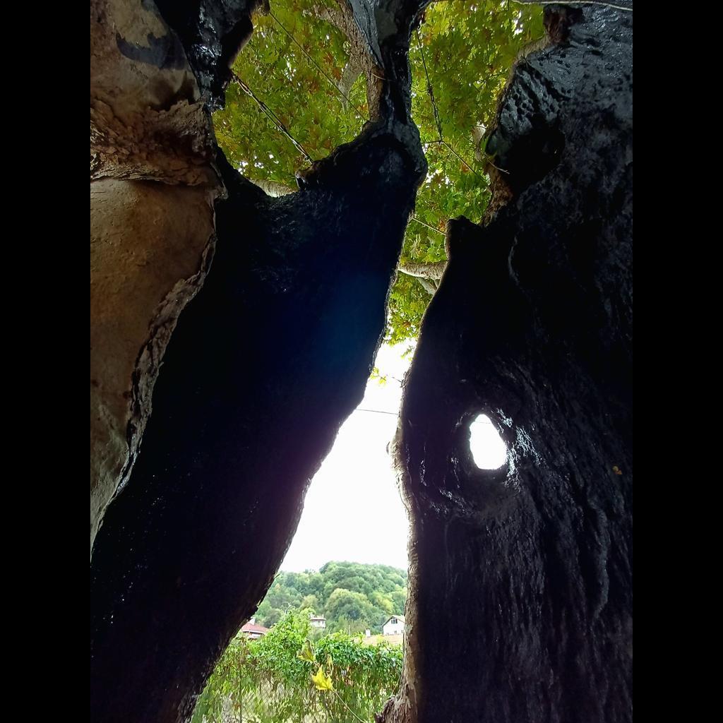 Asırlık çınar/Kabakoz