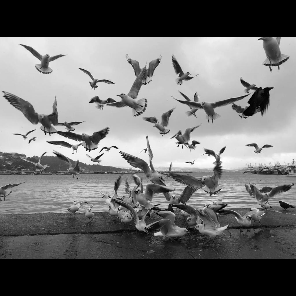 Şile limanda uçuşan kuşlar.